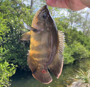 Canal Fishing
