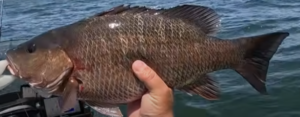 Mangrove Snapper Jet Ski Fishing