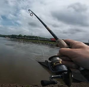 Monster Catfish