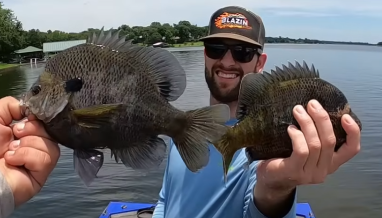 Blue Gill Beds