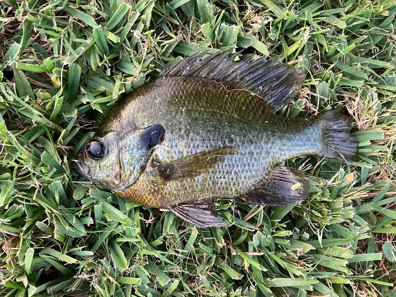 Fall Panfish