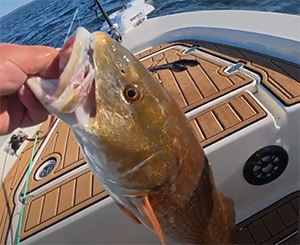 Big Redfish