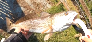 Bridge Fishing Redfish